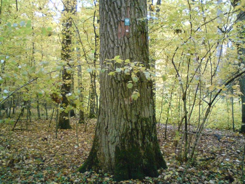 Zielona Tryba - dab pomnik przyrody 364 cm