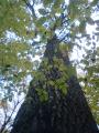 Zielona Tryba - dab pomnik przyrody 364 cm