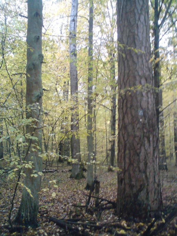 Zielona Tryba - sosna pomnik przyrody 300 cm